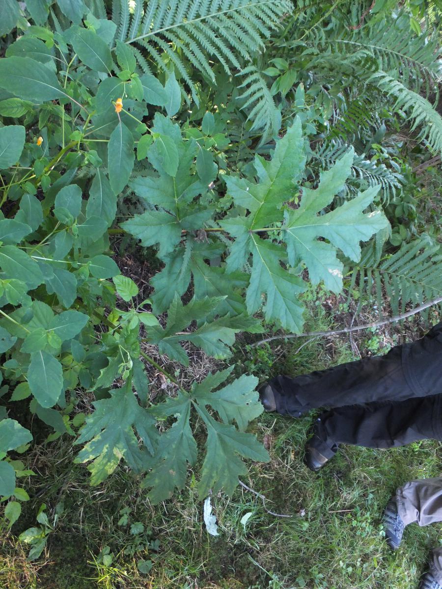Giant hogweed basal leaves