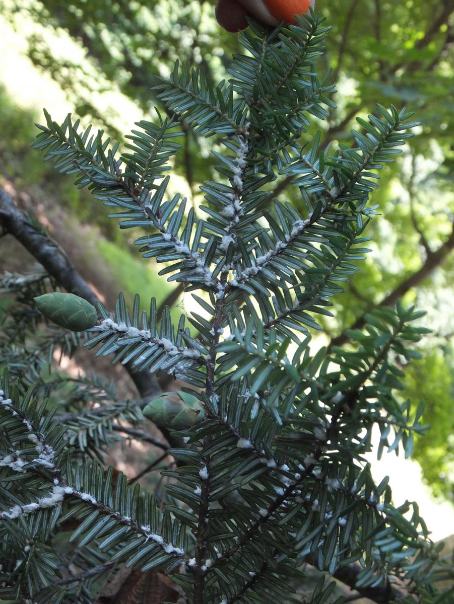 HWA under branch with cones