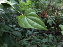 Chinese yam leaf