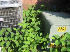 Knotweed spread Air Conditioner Fraternity kzoo.JPG