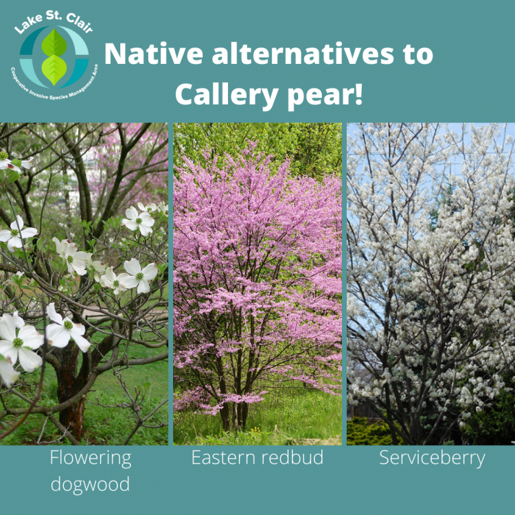 callery pear native alternatives.png