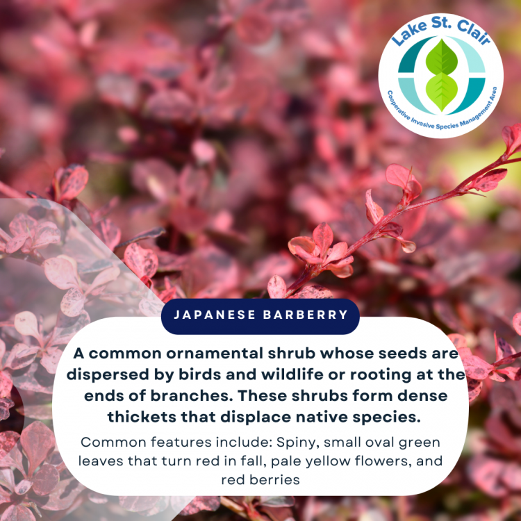 Japanese Barberry .png