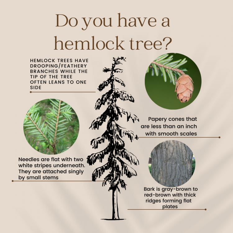 Hemlock tree identification.png