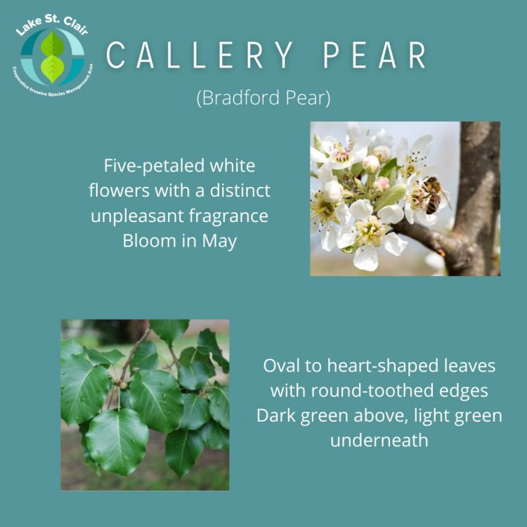 Callery pear.png
