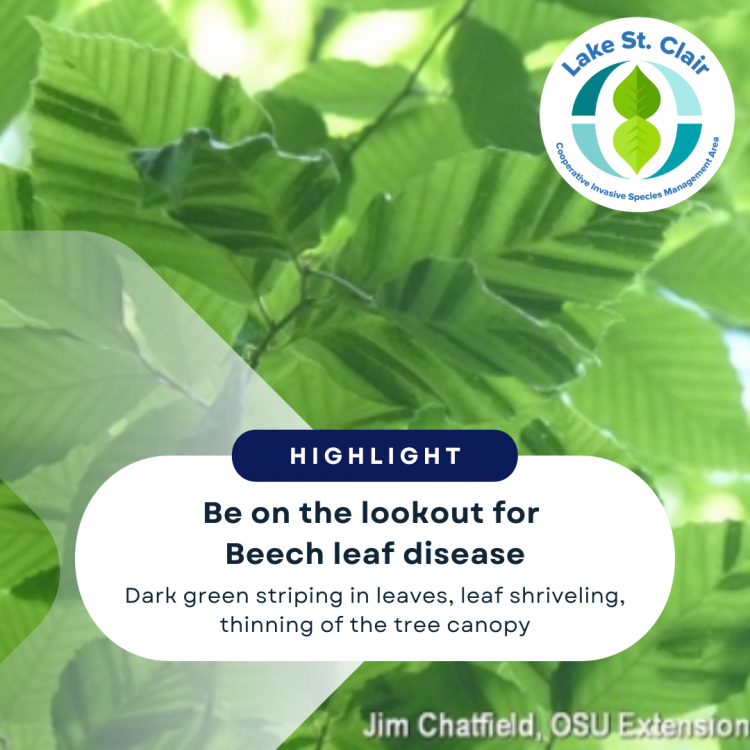 Beech leaf disease (1).png