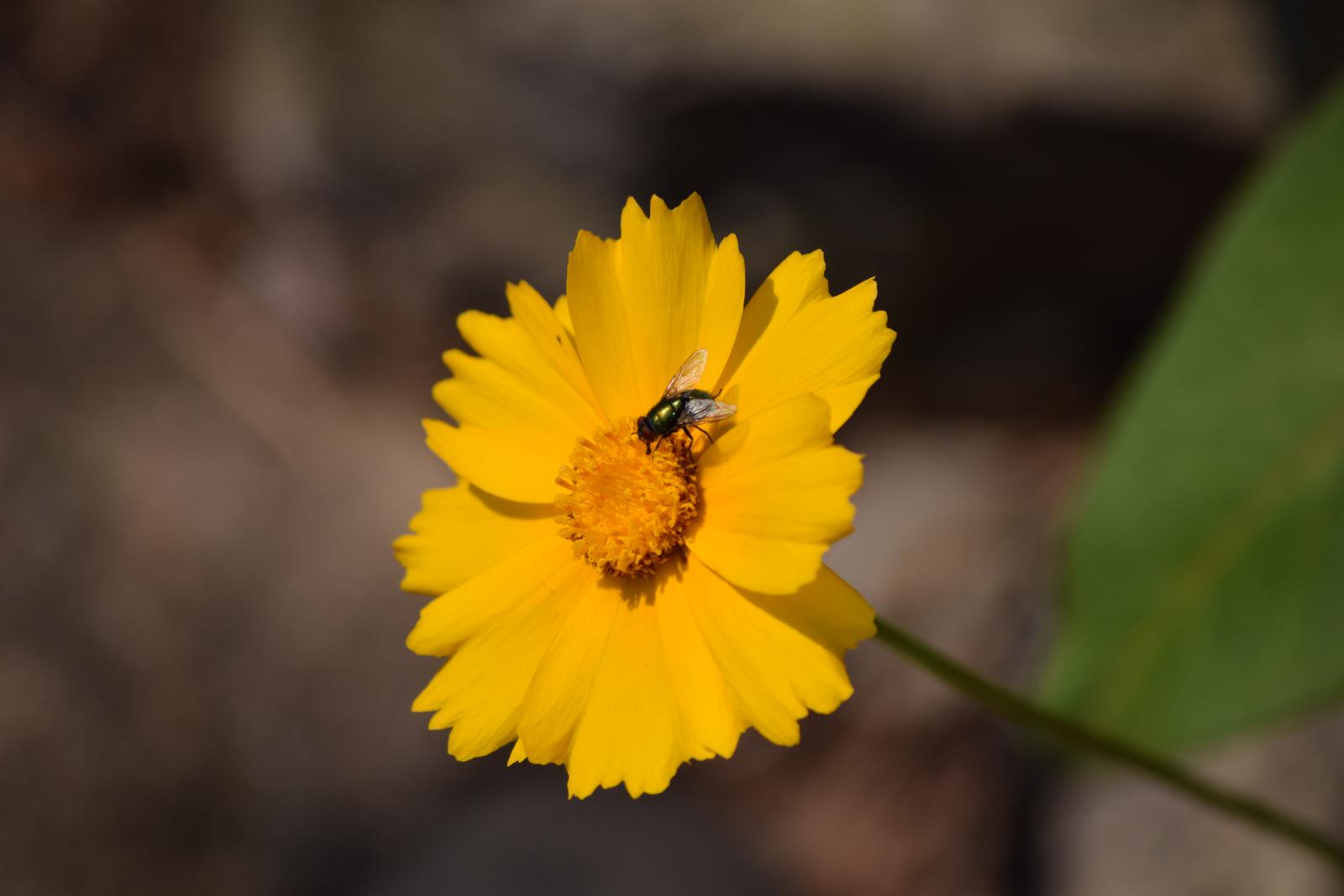 2023_06_07_Wildflower_Lance-leaved_Coreopsis_Pollinator.JPG