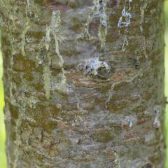 balsam fir pitch Ontario.ca