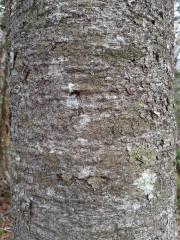 Balsam trunk with pitch Treadwell Tree Nursery