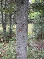 BWA trunk