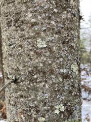 Lichen 2