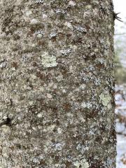 Lichen