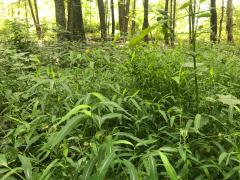 Scio_stiltgrass