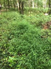 Scio_stiltgrass2