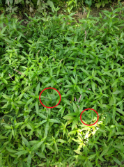 Stiltgrass-Persicaria_Serocki