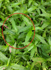 Stiltgrass-Persicaria_zoom_Serocki