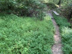 Stiltgrass2_Brown_Co_IN_RLW