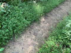 Stiltgrass6_Brown_Co_IN_RLW