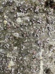 Balsam woolly adelgid